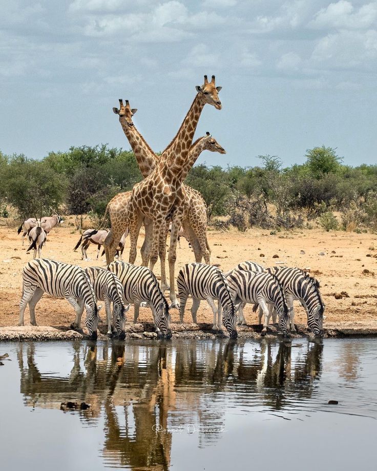 African safari wildlife in Uganda national parks