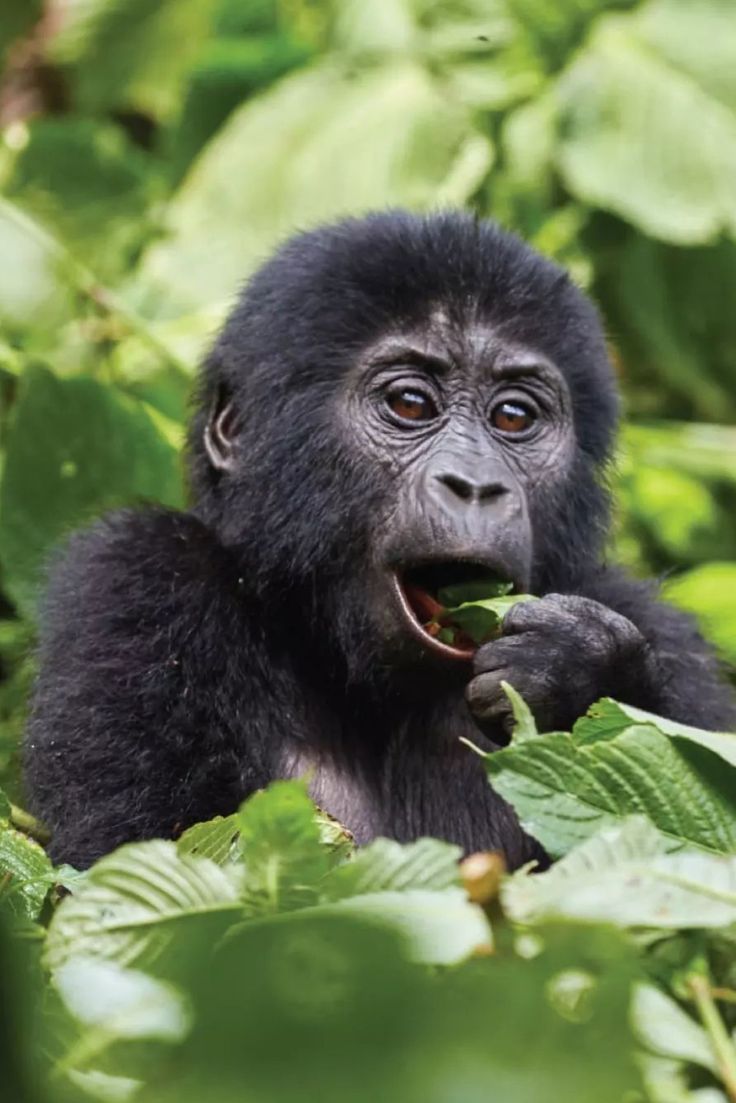 Gorilla family in Bwindi Impenetrable Forest Uganda